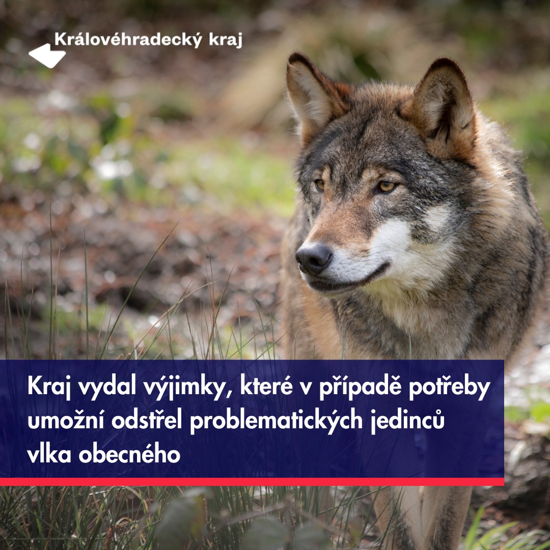 Královéhradecký kraj vydal výjimky, které v případě potřeby umožní odstřel problematických jedinců vlka obecného