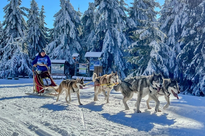 šediváčkův long psí spřežení