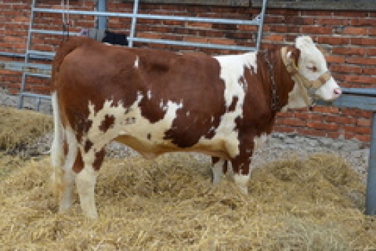 Kraj vyhlásí tendr na modernizaci školního statku v Hořicích