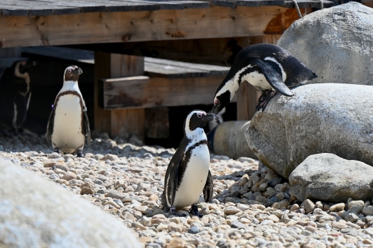 Safari park otevřel expozici, kde se potkává oceán s pouští 