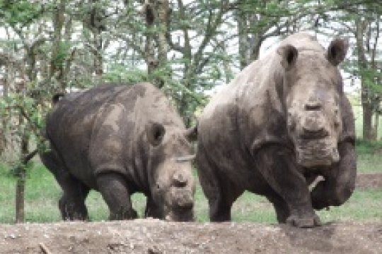 Vyšetření nosorožců v Africe má svá rizika