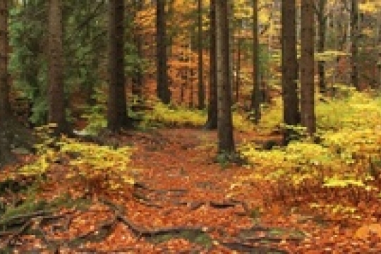 Experti jednali o kůrovci v Královéhradeckém kraji