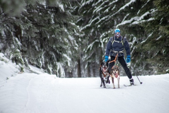 Orlické hory znovu ožijí závody psích spřežení