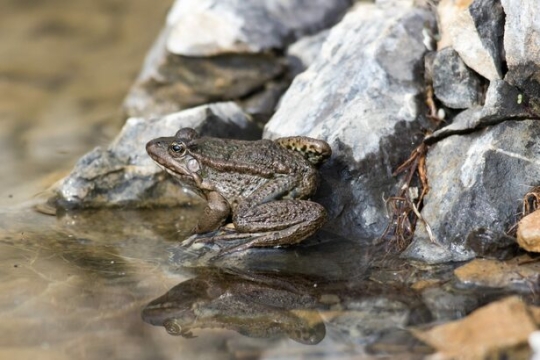 Bývalé hradecké sádky nahradí tůň