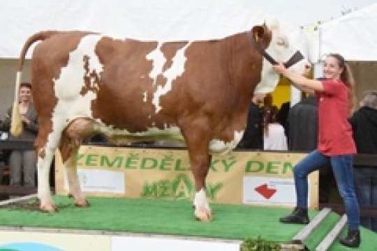 V Sověticích se konal Zemědělský den, nejvíce sympatií získala zasloužilá dojnice Berta