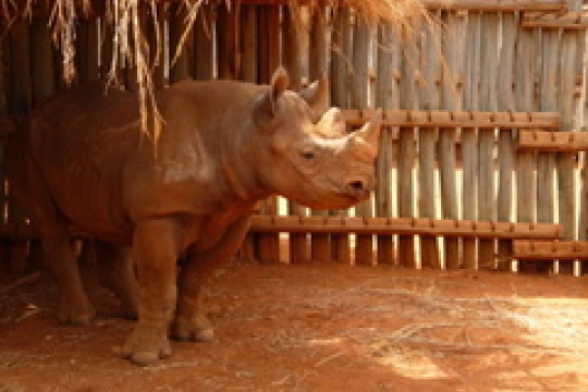 Samička Eliška už je v Tanzanii ve velkém výběhu. V Africe se daří i dalším nosorožcům ze Dvora