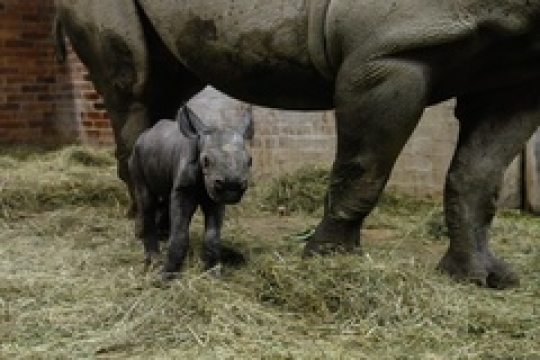 Konečně holka! V ZOO Dvůr Králové se letos narodilo už třetí mládě nosorožce dvourohého