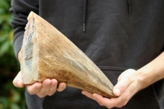 ZOO Dvůr Králové chce ochránit své nosorožce. Začala jim odstraňovat rohovinu