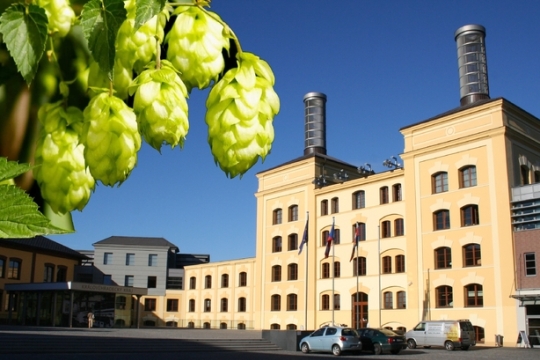 Pobyt před sídlem krajského úřadu zpříjemní stín chmelnice