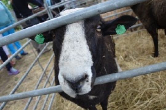 Jsou tu Královéhradecké krajské dožínky 2016