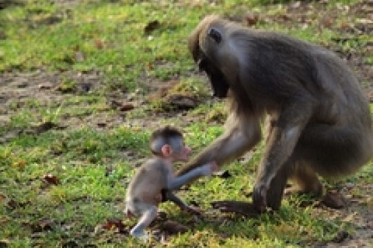 ZOO Dvůr Králové vstoupila do roku 2017 s několika novými mláďaty