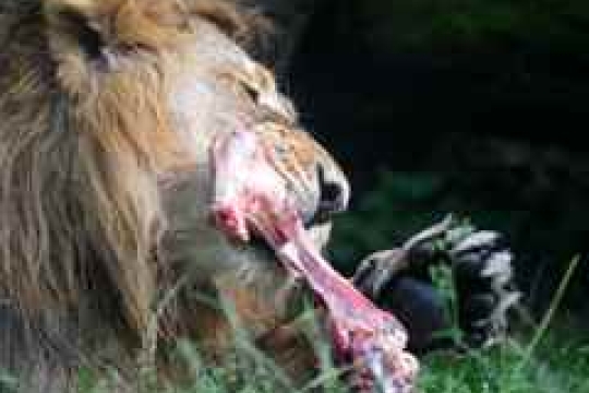 Příští rok do ZOO na novou atrakci. Kraj podpoří stavbu Lvího safari šesti miliony korun