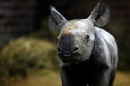 A zase kluk! ZOO Dvůr Králové slaví druhé letošní mládě nosorožce dvourohého