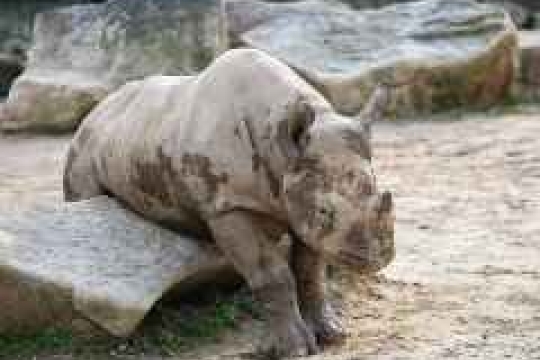 Cena Bílého slona za odchov nosorožce pro ZOO Dvůr Králové