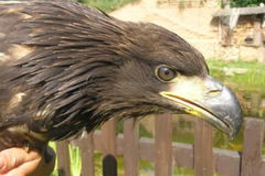 Orel Matěj emigroval do Německa