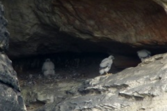 Sokoli v Teplických skalách ukončili hnízdění předčasně