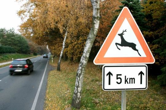 Pachová a optická zradidla pomohou zabránit kolizi se zvěří