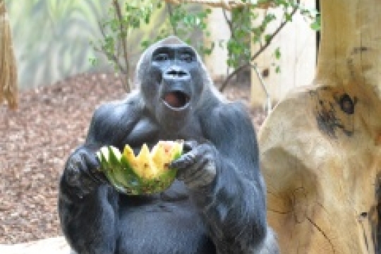 Samec gorily nížinné Tadao oslavil 43. narozeniny