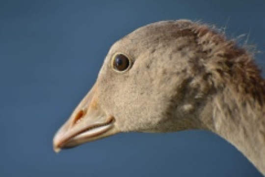 Pod vedením Královédvorské zoo bylo nově označeno 54 migrujících hus velkých. Jednu se podařilo zahlédnout až v Africe