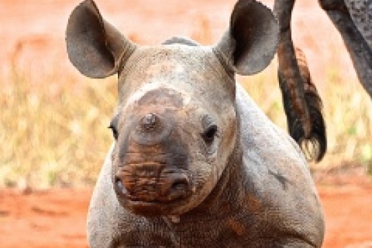 Obrovský úspěch: Nosorožcům ze ZOO Dvůr Králové se v Africe narodilo další mládě