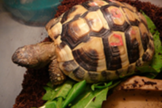 Blíží se 22. Den zvířat, SOŠV HK zve na výstavy a přehlídky