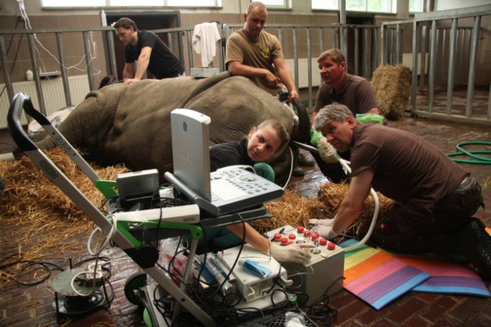 Průlom v záchraně nosorožců bílých severních. V laboratoři se podařilo vyvinout první hybridní embryo nosorožce