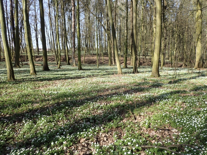 Hoříněvská Bažantnice 1