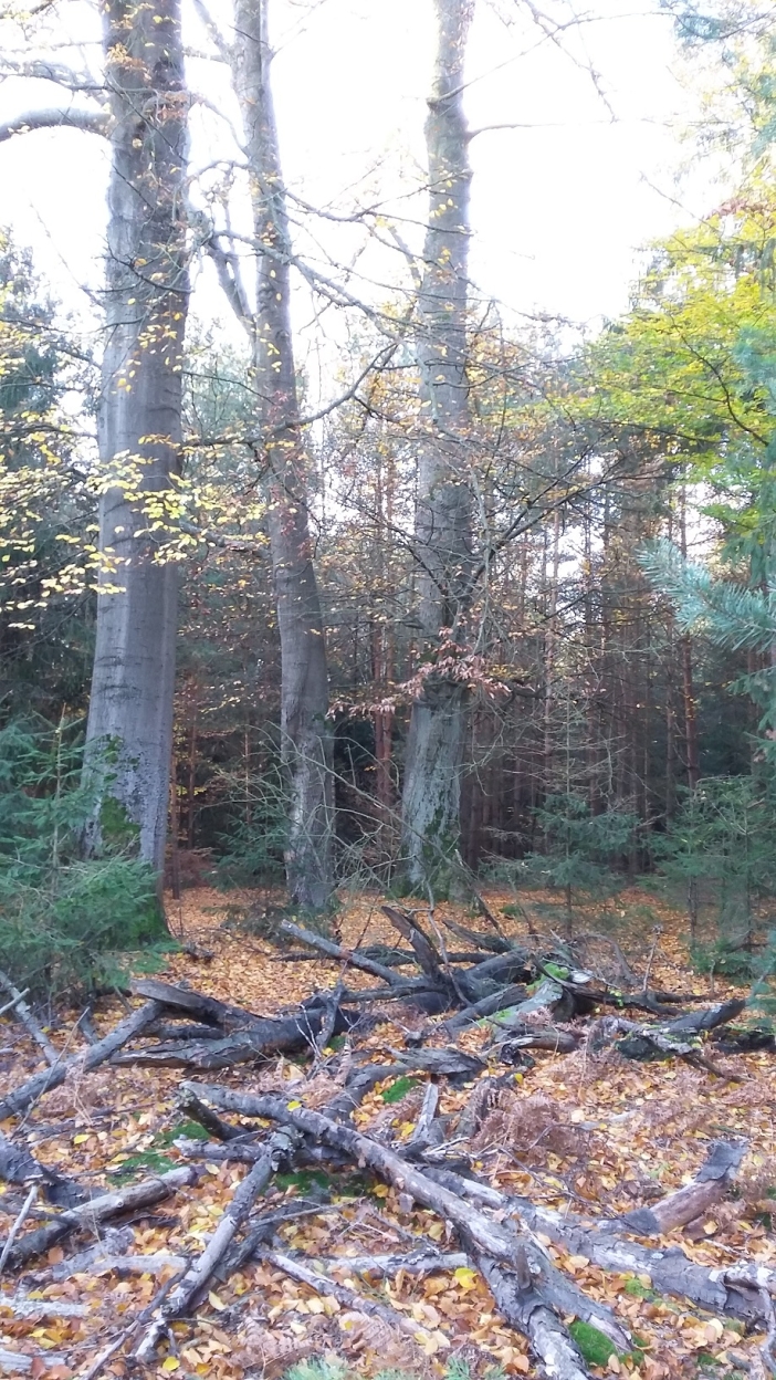 U Cisařské studánky 1