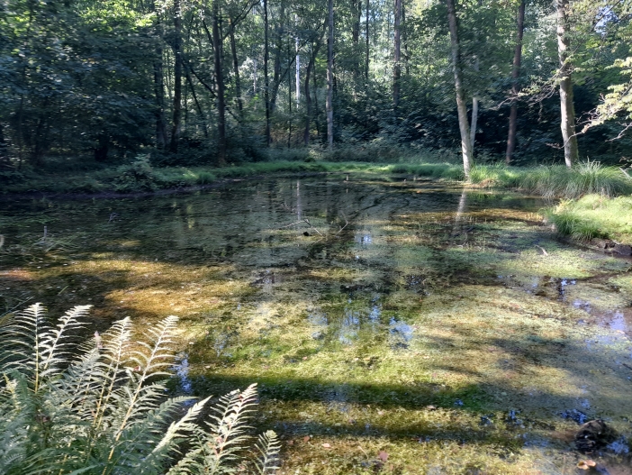Na vlhkých loukách rostou chráněné druhy rostlin.