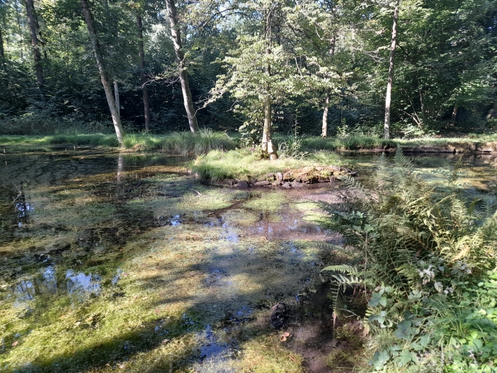 V bažantnici najdeme četné tůně po těžbě rašeliny, ve kterých žije kuňka ohnivá.