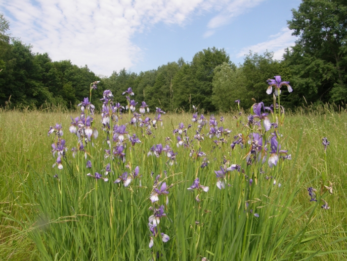 Dymokursko - Bahenské louky