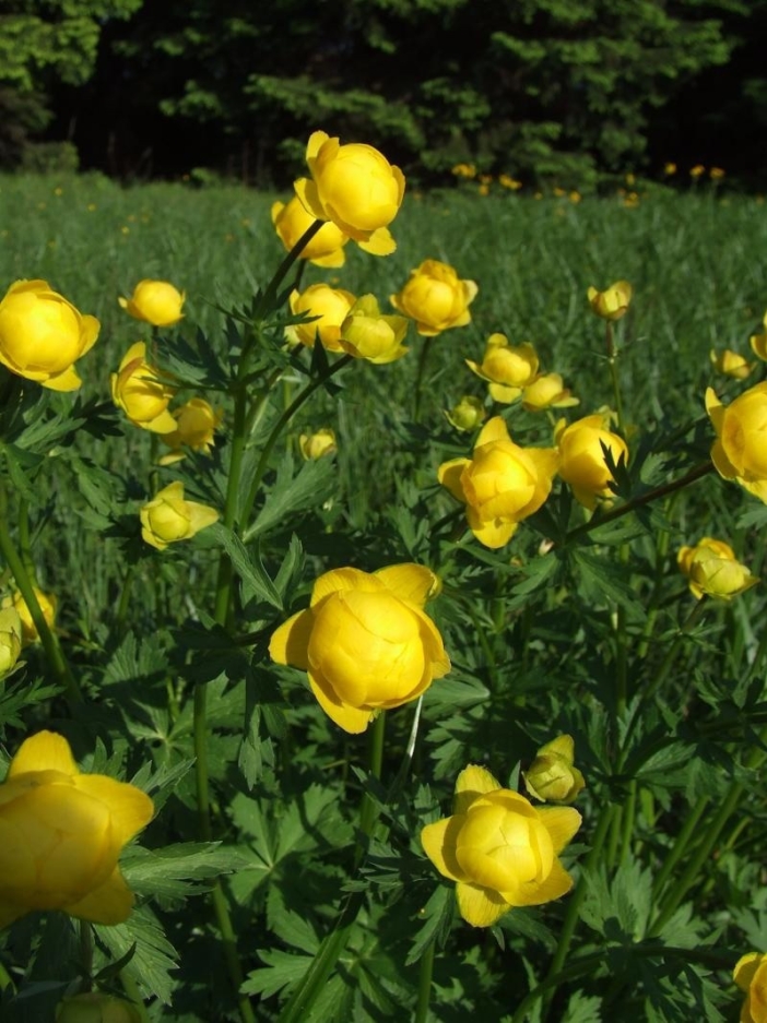 Dymokursko - Bahenské louky