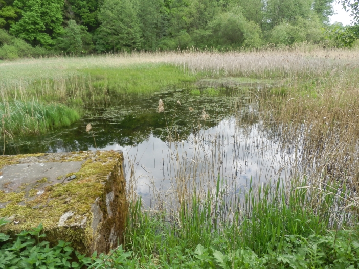 Červená Třemešná - rybník