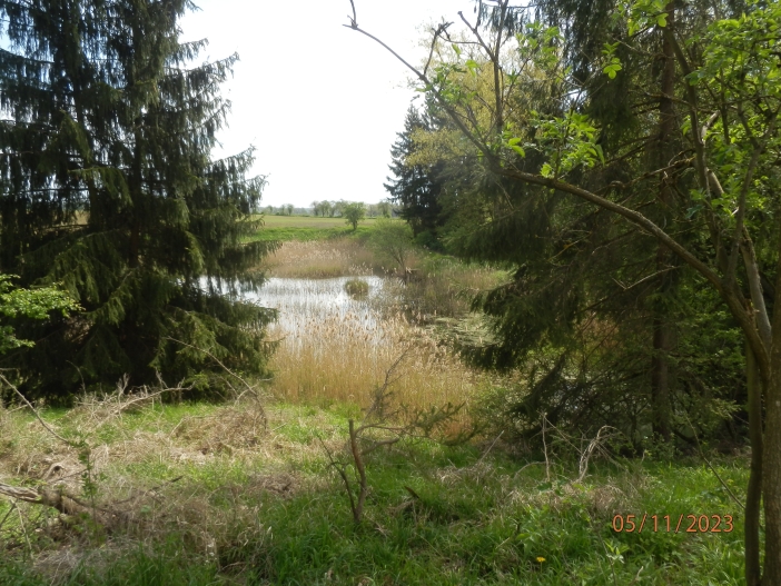 Červená Třemešná - rybník