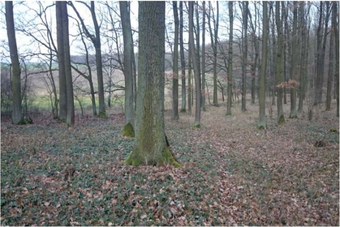 Žlunické polesí 2