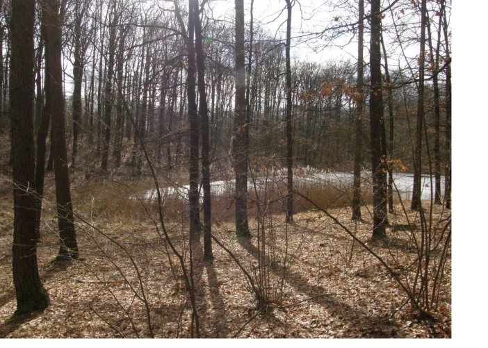 Žlunické polesí 3