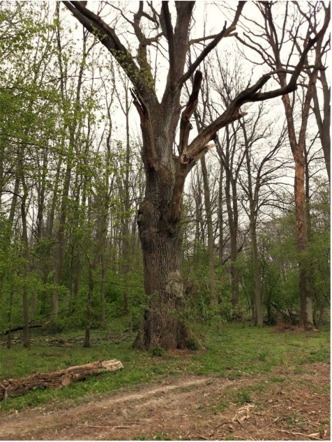 Kovačská bažantnice