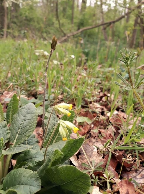 Kovačská bažantnice