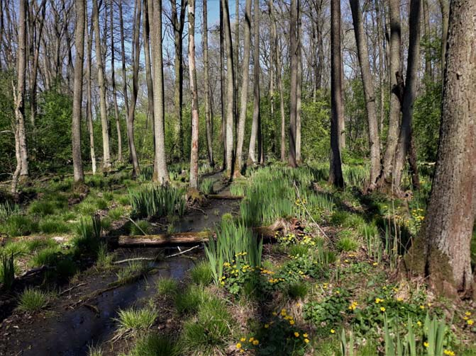 Úlibická bažantnice 2