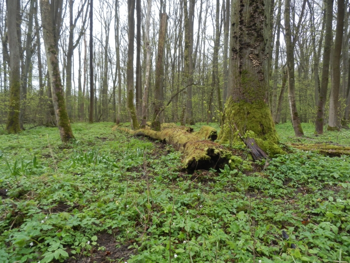 Vřešťovská bažantnice1