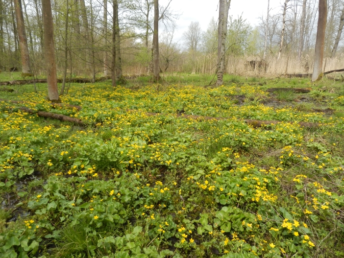 Vřešťovská bažantnice3