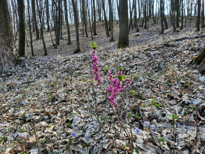 Šestajovická stráň 3