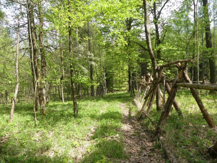 Hustířanský les 1