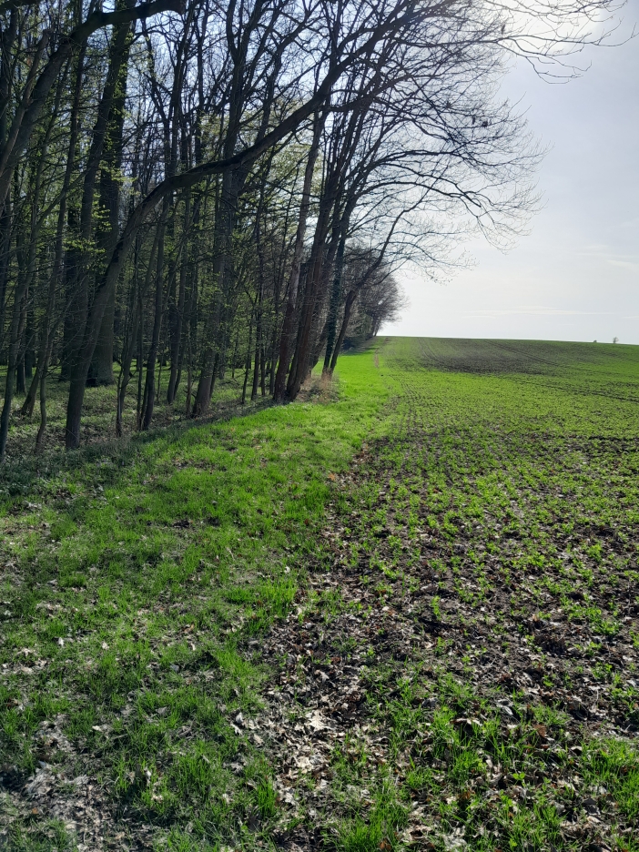 Chropotínský háj 4