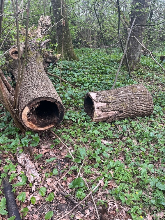 Chropotínský háj 2