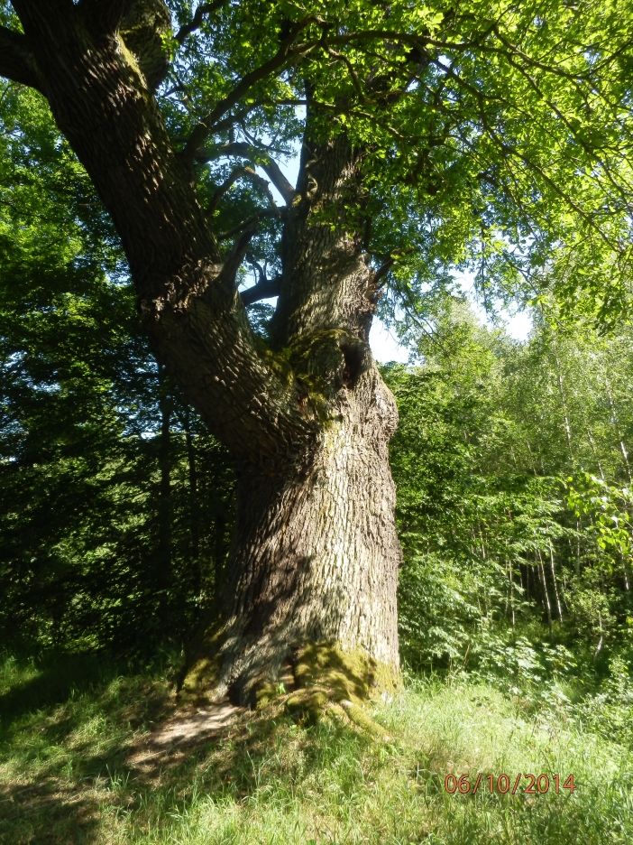 Týnišťské Poorličí2