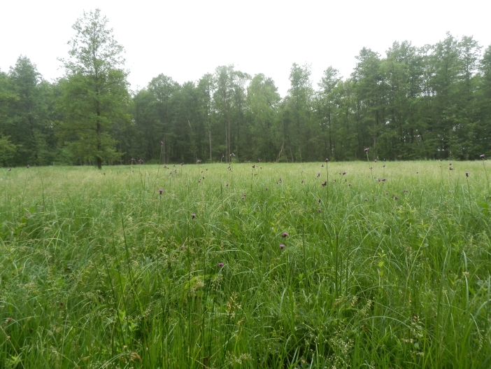 Broumarské slatiny 2