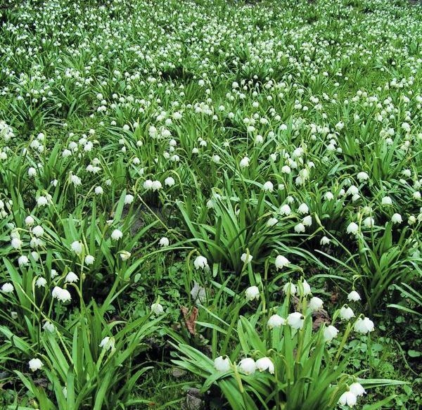 U Čtvrtečkova mlýna3