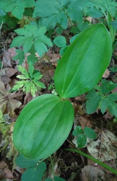 Ve Slatinské stráni4