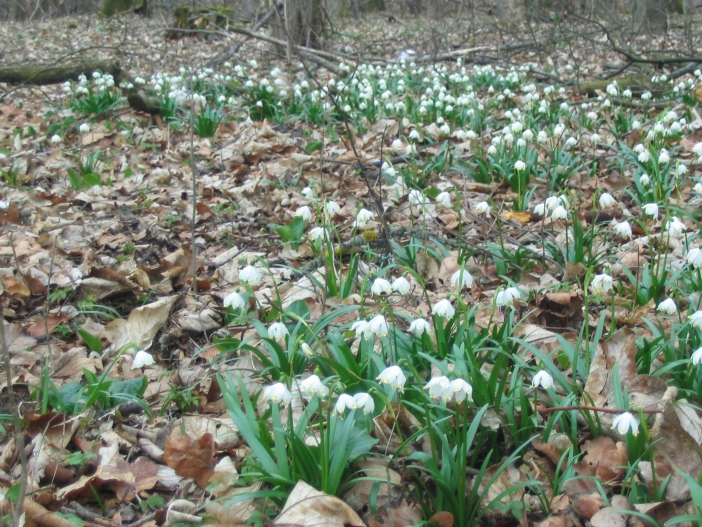 Kostelecký zámecký park 2